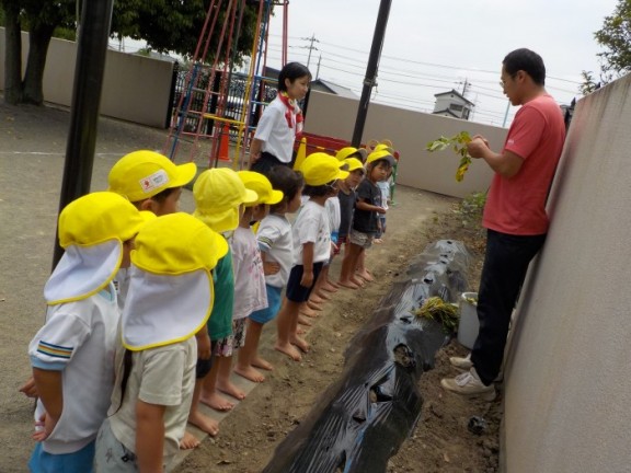 さくら組　サツマイモの種を植えました！