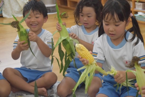 食育体験　とうもろこし